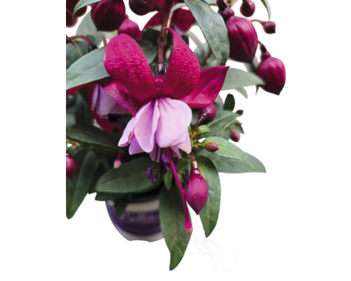 Fuchsia en pot avec fleurs et feuilles