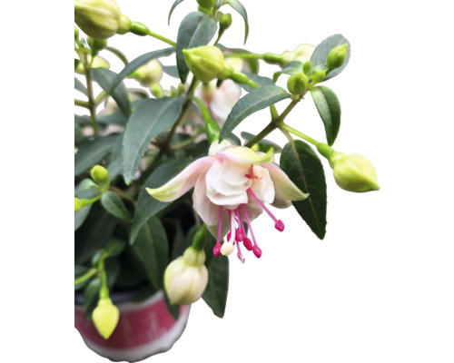 Fleur de fuchsia en pot avec feuilles et boutons de fleurs