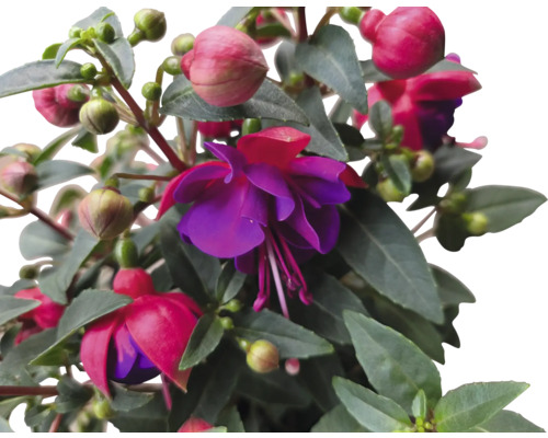 Fleur de fuchsia avec feuilles