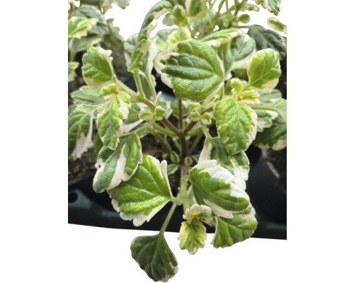 Plectranthus avec des feuilles vertes et blanches