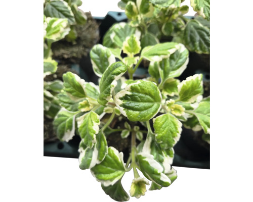 Plectranthus avec feuilles vertes et blanches