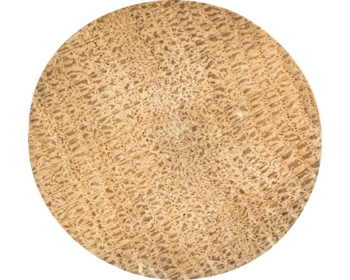 Holzquerschnitt mit sichtbarer Maserung