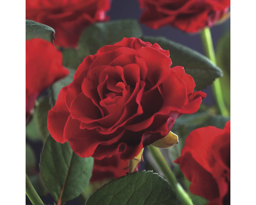 Gros plan sur des fleurs de roses rouges avec des feuilles vertes