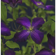 Gros plan d''une plante de clématite en fleurs