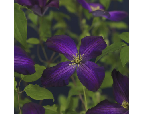 Nahaufnahme einer blühenden Clematis Pflanze