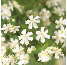 Gros plan sur une clématite à fleurs blanches