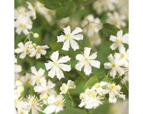 Nahaufnahme von weiss blühender Waldrebe
