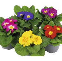 Primevères de différentes couleurs en pot