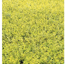 Gros plan sur des plantes de haie dans le jardin.
