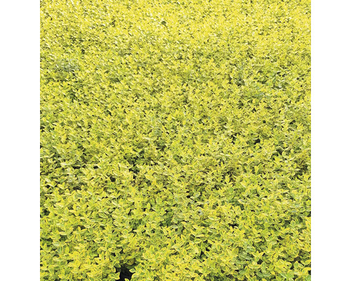 Gros plan sur des plantes de haie dans le jardin.