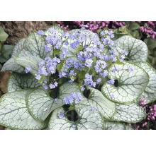 Inflorescences de la plante de myosotis du Caucase avec une fausse herbe argentée