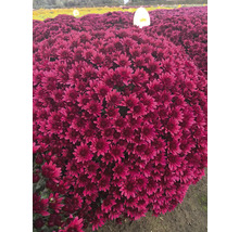 Gros plan d''un plant de chrysanthèmes violet luxuriant