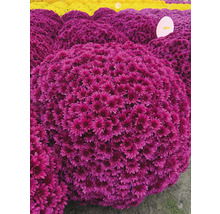 Gros plan de fleurs de chrysanthèmes violettes