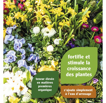 Parterre de fleurs avec jonquilles, violettes et primevères pour fortifier les plantes