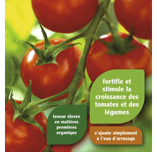 Branche de tomates avec des tomates mûres et informations sur l''engrais pour tomates