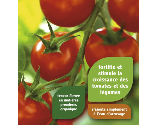 Branche de tomates avec des tomates mûres et informations sur l''engrais pour tomates