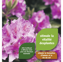 Plante fleurie avec informations sur le produit pour stimuler la vitalité