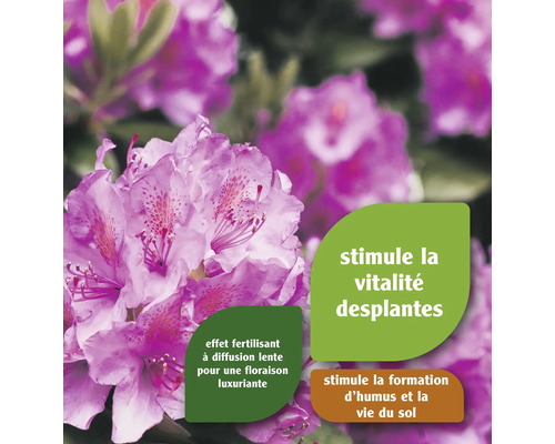 Plante fleurie avec informations sur le produit pour stimuler la vitalité
