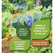 Potager avec différentes plantes et informations sur leur croissance et la qualité du sol