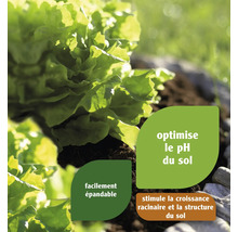 Salade verte dans le jardin avec des conseils pour l''amélioration du sol