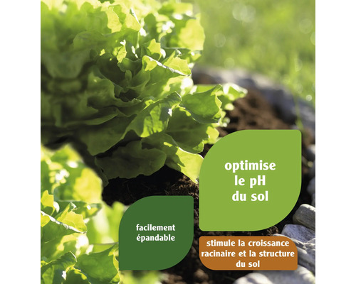 Salade verte dans le jardin avec des conseils pour l''amélioration du sol