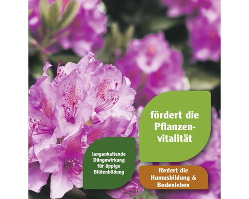 Blühender Rhododendron mit Hinweisen zu Pflanzenvitalität, Humusbildung, Bodenleben und langanhaltender Düngewirkung