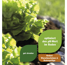 Salatpflanze im Garten mit Hinweisen zur Bodenverbesserung: Optimiert den pH-Wert, ist gut streubar und fördert Wurzelwachstum sowie Bodengefüge.