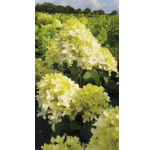 Hortensia paniculé dans une plate-bande de jardin