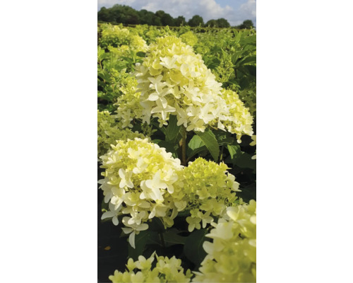 Hortensia paniculé 'Skyfall' FloraSelf Hydrangea paniculata 'Skyfall' Co 6 l Hortensia paniculé dans une plate-bande de jardin