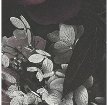 Gros plan sur des fleurs et des feuilles d''hortensia