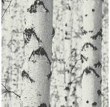 Gros plan sur des troncs de bouleaux