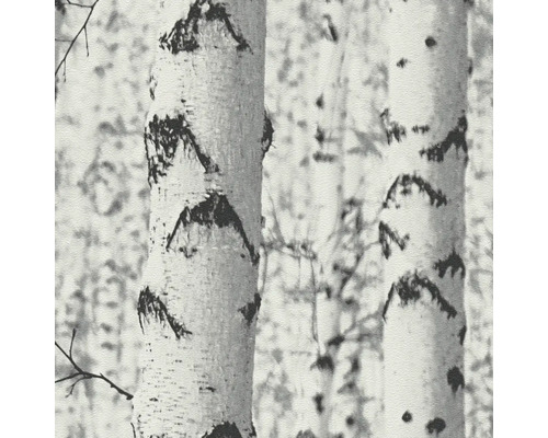 Gros plan sur des troncs de bouleaux