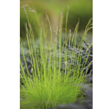 Touffe d'herbe ornementale dans le jardin