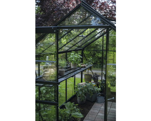 Gewächshaus mit Pflanzen auf Regalen und im Boden