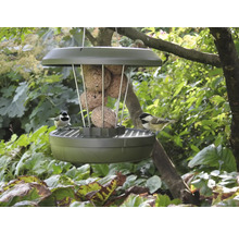 Mangeoire à oiseaux avec boules de graisse et deux mésanges dans le jardin