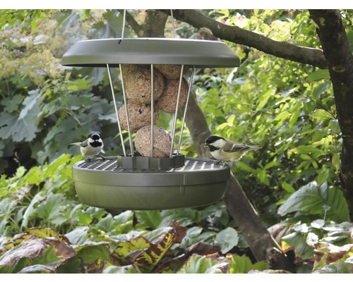 Mangeoire à oiseaux avec boules de graisse et deux mésanges dans le jardin