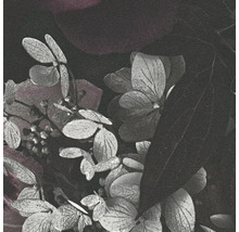 Gros plan sur des fleurs et des feuilles d'hortensia