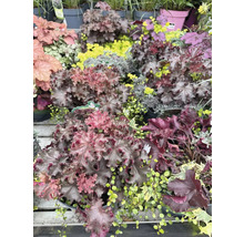 Diverses plantes Heuchera dans la jardinerie