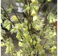 Fleurs de corylopsis en gros plan