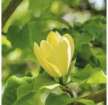 Gelbe Magnolienblüte mit grünen Blättern