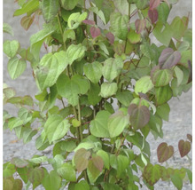 Nahaufnahme einer Kletterpflanze mit herzförmigen Blättern