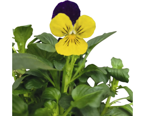 Pensée jaune et violette avec des feuilles vertes