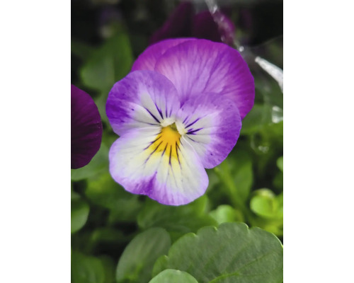 Gros plan sur une fleur de violette dans le jardin