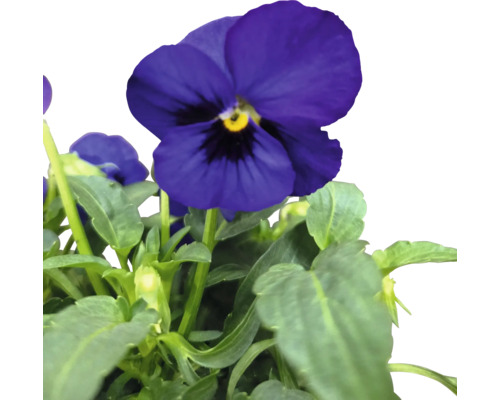 Pensée fleurie avec des feuilles vertes