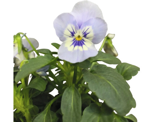 Pensée cornue avec fleurs et feuilles vertes