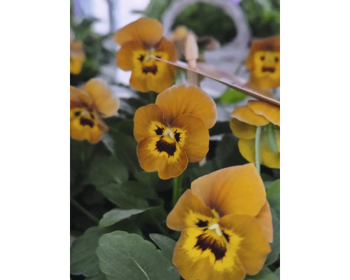 Gros plan sur des pensées jaune doré avec des feuilles vertes