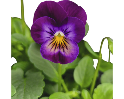 Fleur de violette avec des feuilles