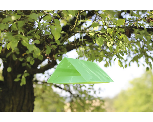 Piège à mouches des fruits suspendu à un arbre