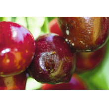 Gros plan sur des cerises avec une mouche du vinaigre du cerisier