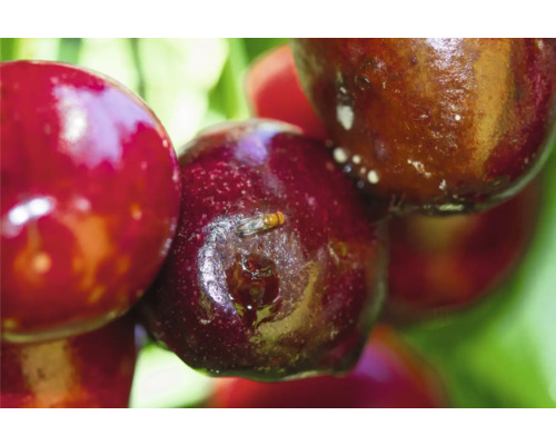 Gros plan sur des cerises avec une mouche du vinaigre du cerisier